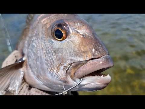 EPIC Fishing in shallow Mangroves (Catching snapper in knee deep water)