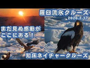 【流氷クルーズ/北海道 知床羅臼】第384回 知床ネイチャークルーズ大人気の早朝便に乗船！朝日に照らされワシは舞う（2026.2.17）