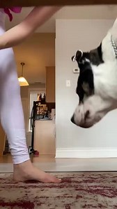 21K views · 198 reactions | Cheeky dog interrupts workout | Beauty of Nature | Facebook