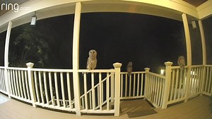 Matthew was shocked to see this on his Ring. "It was almost eerie in a way because I have never, ever seen owls so close ... and three at one time!" | Ring