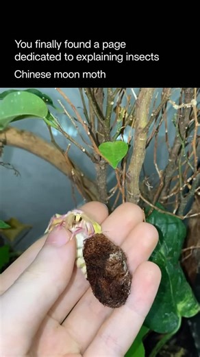 Explaining Insects 🦋 on Instagram: "The Chinese moon moth is a breathtaking species of silk moth known for its long, elegant tails on its hind wings, which resemble the shape of a crescent moon. With wingspans that can reach up to 15 centimeters, this moth displays soft shades of pale green, white, and gentle yellow, giving it an almost otherworldly glow. Found mainly in parts of China and Southeast Asia, the Chinese moon moth emerges from its cocoon during warm seasons, flying gracefully throu