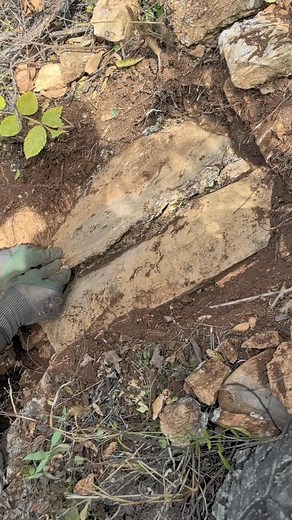 1.5M views · 7.1K reactions | This mountain is mainly made of gallnut and wild pepper#Wild Mountain Honey#Chinese Herbal Honey#Nature's Gift | Honey Lovers | Facebook