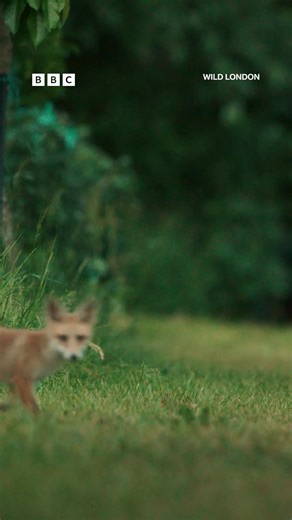 Do these fox cubs realise they've just met Sir David Attenborough? 🦊💭 #WildLondon #DavidAttenborough #WildLife #London #Fox After a life spent travelling the globe, David Attenborough, the world’s most famous naturalist, turns his attention closer to home to explore the wildlife of England’s iconic capital in Wild London. Having lived in London for 75 years, David has an intimate knowledge of the city’s natural history and there's no better guide to introduce us to its most spectacular wildlif