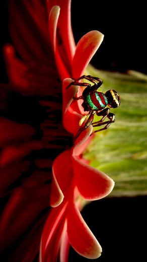 #macrophotography #jumpingspiders #botany 📸Canon EOS 90D 1/200, ISO 200, f20 🔬 Laowa 100 mm, f2.8, Macro 💡 Godox v860iiiC ☂️ @cygnustech diffuser 🐞 🌺 🕷️🍃 🐜 Handheld, single-shot, in situ 💻 iPhone 13 mini | Damien Harkin
