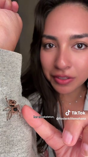 Celia Mae jumping spider pet care tips