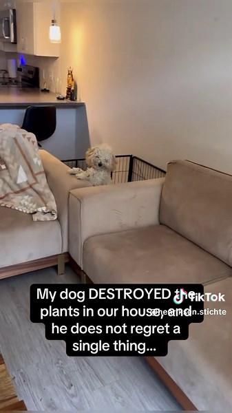 Funny Dogs Causing Destruction in Hilarious Clips