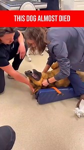 To save a dog from a choking hazard, stay calm and act quickly. First, check the dog’s mouth and gently try to remove the object if it’s visible and easy to reach be careful not to push it further in. If the dog is still choking, perform the Heimlich maneuver: for small dogs, hold them upside down and give firm back blows between the shoulder blades; for larger dogs, wrap your arms around their abdomen and give quick, upward thrusts just behind the ribcage. If the object doesn’t come out and the