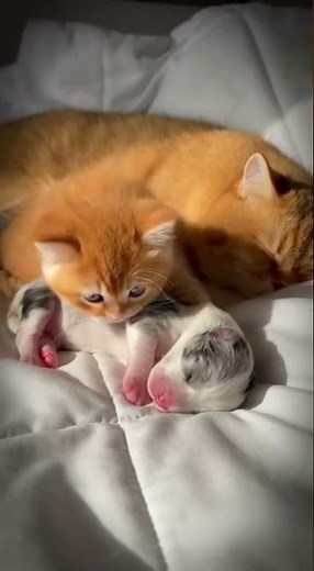 Kitten Cuddles Newborn Puppy to Sleep
