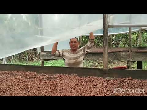 how to dry fermented cacao beans?