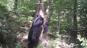 La reproduction chez l’ours noir, un long processus