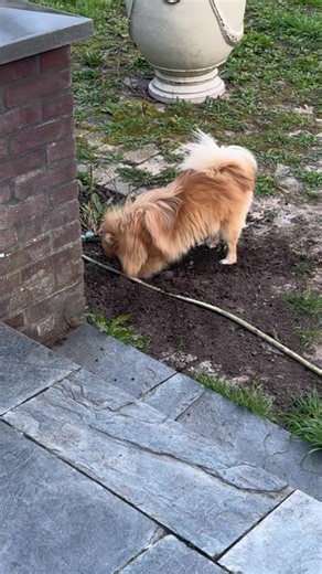 Designer_doggy op TikTok