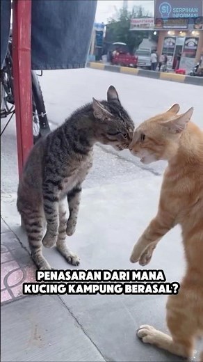Where Do Domestic Cats Actually Come From?