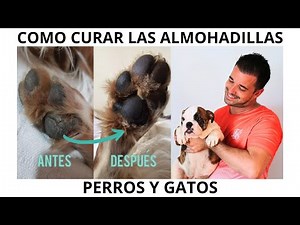 How to Heal Wounds or Burns on the Pads of Dogs and Cats