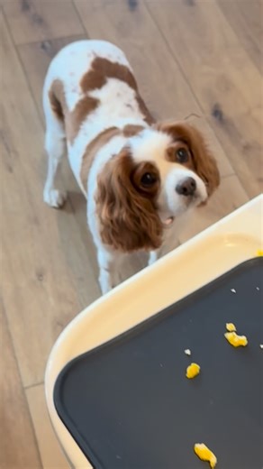 Shannon Skjameson on Instagram: "new dynamic duo #dogandbaby #alliance #momhumor #babiesbelike"