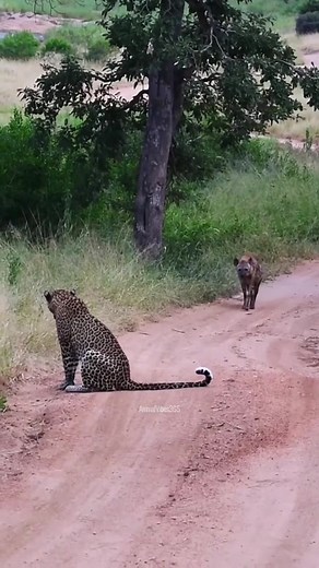 Leopard Killing Baby Wild Pigs - Porcos Sendo Devorados por Crocodilos