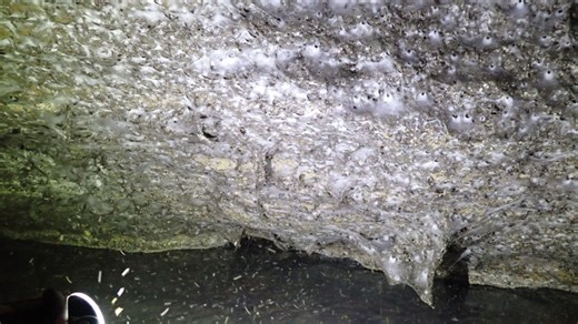 World's largest spiderweb hosting over 111,000 arachnids discovered