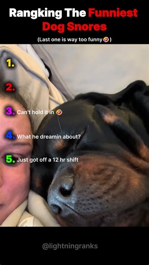 Rangking the Funniest Dog Snoring Moments #dog #shorts