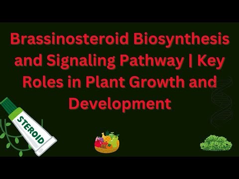 Brassinosteroid Biosynthesis and Signaling Pathway | Key Roles in Plant Growth and Development