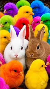 Cute chickens, colorful chickens, rainbow chickens, cute rabbits, cute ducks, koi fish, cute animals