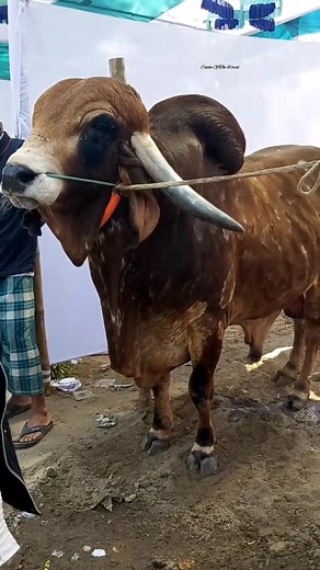 World's Largest Bulls Compilation