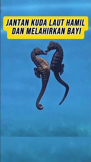 Kuda Laut Ikan Langka di Mana Pejantan Justru Mengandung dan Melahirkan!!!