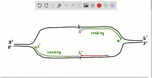 The following diagram represents a DNA molecule that is undergoing replication. Draw in the strands of newly synthesized DNA and identify (a) the polarity of the newly synthesized strands, (b) leading and lagging strands, (c) Okazaki fragments, and (d) RNA primers. | Numerade