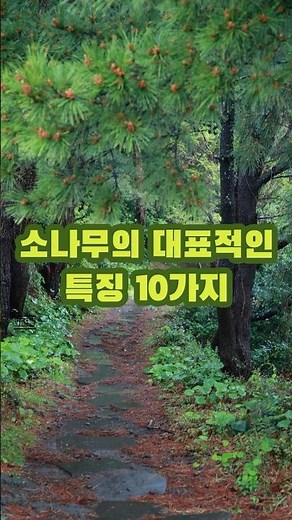 “소나무의 대표적인 특징 10가지“ #소나무 #한국소나무 #나무특징 #수목정보 #식물도감 #자연관찰 #한국의나무 #생태지식 #자연교육 #사계절나무