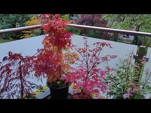 Japanese Maples - First Fall Colors '23 on My Balcony