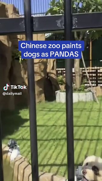 Chinese Zoo Paints Dogs As Pandas - Controversial Animal Transformation