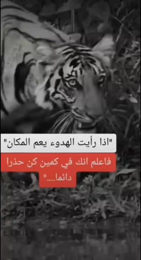 Vidéos de Redouane chiva (@redouane.chiva) avec الصوت الأصلي - Redouane chiva