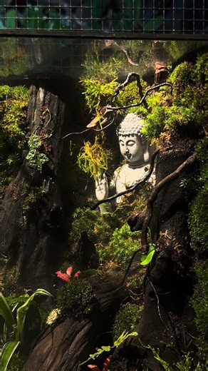 Terrarium phật an nhiên #tamtrang #terarium #yenbinh