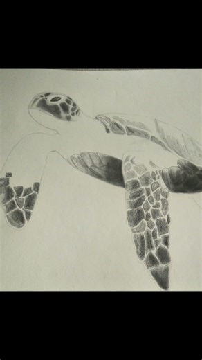 turtle realistic drawing #viralart