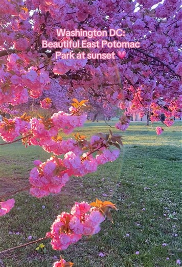 Admire Kwanzan Cherry Blossoms at Sunset