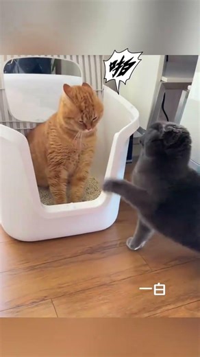 Daju, who did I offend? The confusing behavior of animals. Pet drawing challenge. Drawing proces