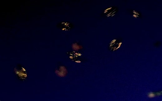 尖毛虫：偏振光下的星星闪闪 Oxytricha in Polarized Light