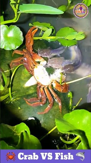 Crab Vs Fish | Fish Video | Pond Fish | Lake Fish | Village Fish #fish #shorts #crab