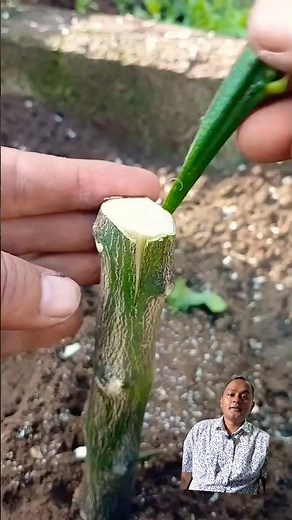 Learn orange grafting technique#tree#grafting