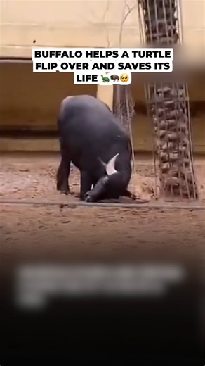 883K views · 73K reactions | Its intelligence and empathy are incredible. | The Kiwi | Facebook