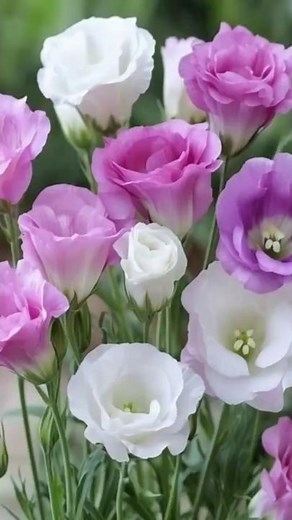 Lisianthus: The secret to a luxurious (thornless) garden 🌸