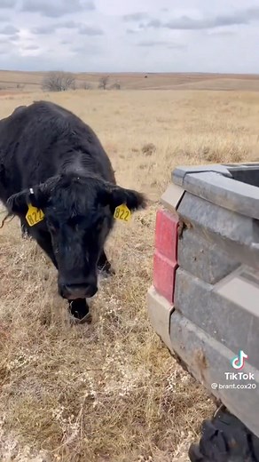 1.8K views · 7.5K reactions | This easily shows how different Beef and Dairy cows are when it comes to their calves. | Megan DairyGirl | Facebook