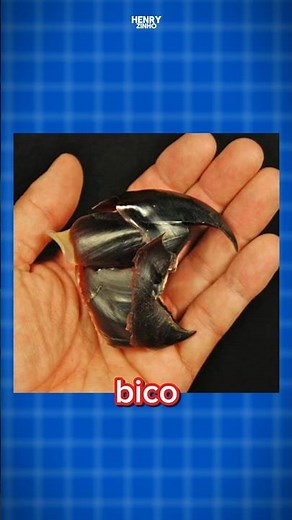 THE OCTOPUS'S BEAK! 🐙 #curiosities #short #octopus