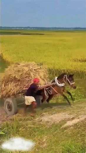 Horse Cart Funny Fail Compilation 😆 #shorts