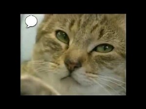 Świat Elmo po polsku 2013 KOTKI , KOTY hq