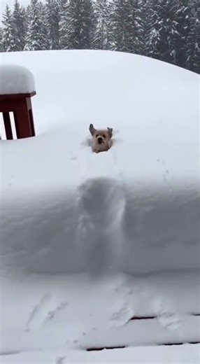 Puppy vs. Deep Snow (Wait for it!) #shorts