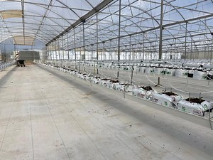 [Hot Item] Suspension Gutter Hanging Method Strawberries Hydroponics Farming Greenhouse Cultivation