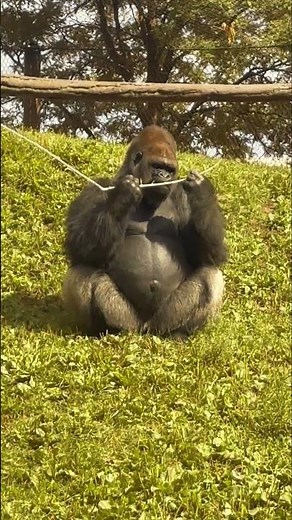 Do you love seeing gorillas relaxing under the sun? ☀️🦍