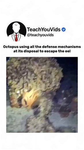 Teach You Vids on Instagram: "An octopus using every defense mechanism it has to escape an eel — ink, camouflage, agility, and pure instinct. 🐙⚡ Nature’s survival game at its finest. This video is for educational purposes only. DM for credit/removal. #Octopus #NatureIsWild #AnimalInstincts #MarineLife #SurvivalMode #OceanFacts #EducationalContent #LearnSomethingNew #WildlifeMoments #NatureDocumentary"