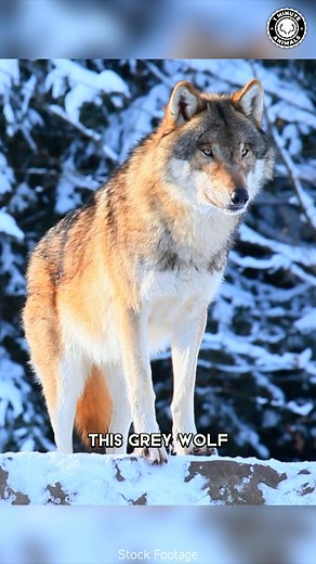 5.4K views · 245 reactions | Grey Wolf  The ULTIMATE Pack Hunter! Strong, loyal, and fiercely smart, this wolf leads one of the most organized family groups in nature. It communicates with howls, body language, and teamwork during hunts. You won’t believe how far a wolf pack can travel in a single day! #wildlife #nature #animalfacts #animalvideos | 1 Minute Animals | Facebook