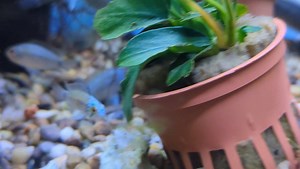 Apistogramma agassizii starting to colour up! #tropicalfish #coldwaterfish #pondfish #gardenplants #sturgeon #brackish #budgies #canaries #finches #guineapigs #hamsters #goldfish #familybusiness #rabbits #discus #ntlabs #ponds #beddingplants #petshop #aquaticshop #familyrun #dogs #cats #tetrafish #aquarium #lucyaxolotl #dirtylucyaxolotl #cockatiels #frozenfishfood #apistogramma #apistogrammacichlid | Unicorn Pet & Aquatics