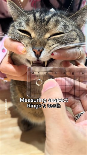 Solving the cat mystery: Who is the real culprit